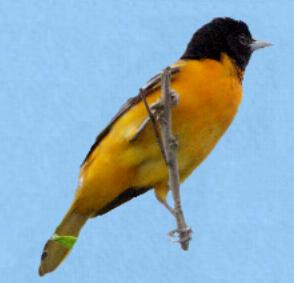 Oriole